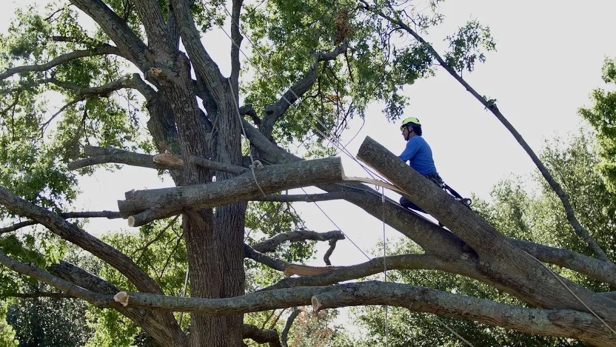Professional Crown Thinning performed by certified arborists in Grantham
