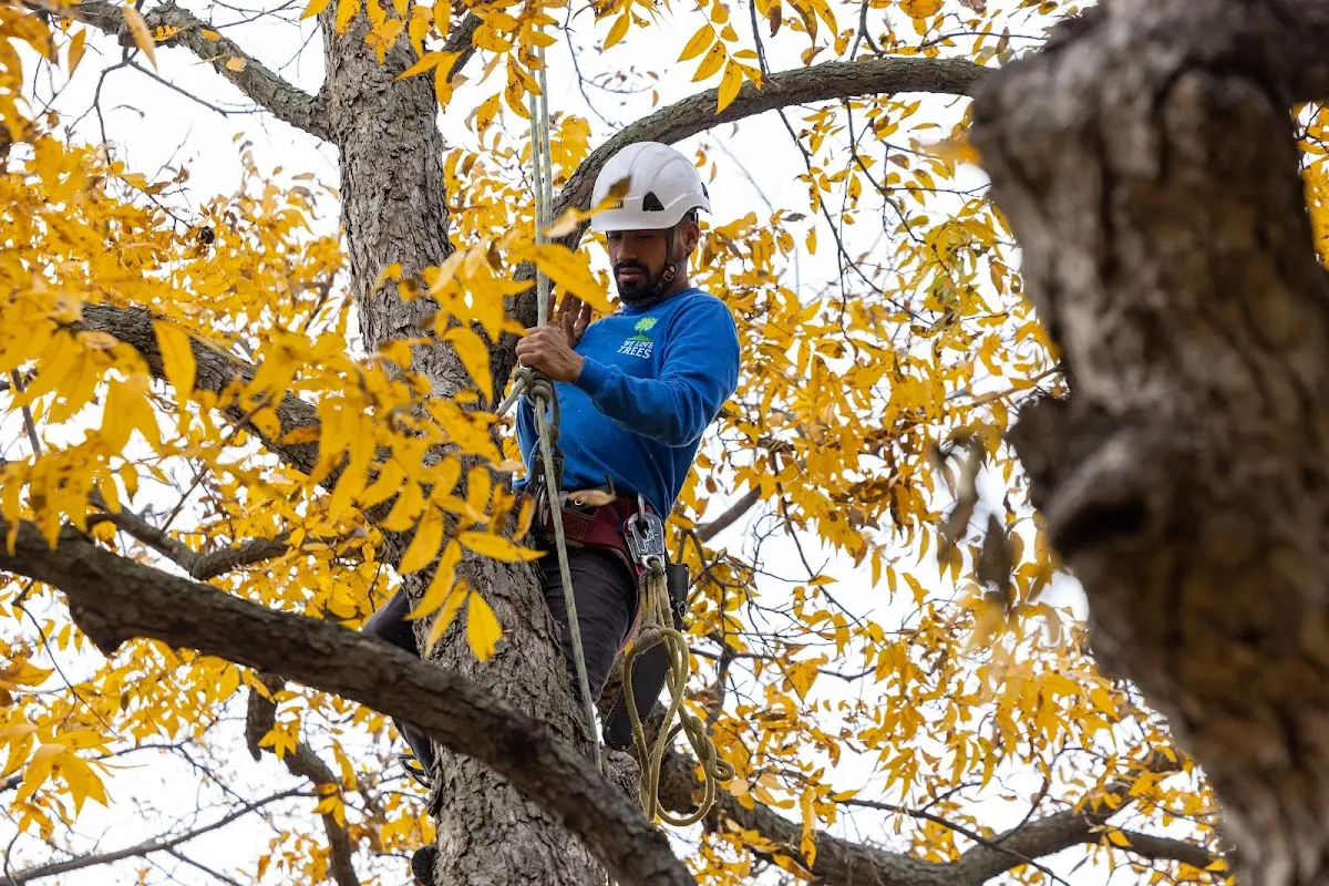 Skilled Tree Transplanting crew working in Grantham